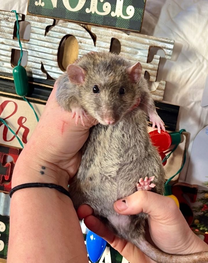 Gravy , an adoptable Rat in Corona, CA_image-3