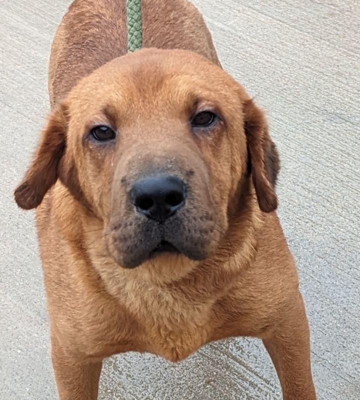 Smudge, an adoptable Beagle & Shar-Pei Mix in Terre Haute, IN_image-2