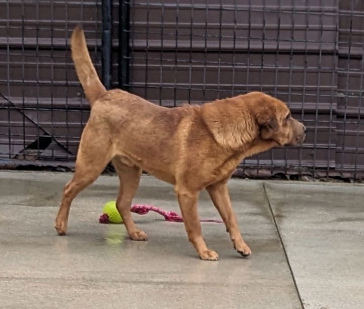 Smudge, an adoptable Beagle & Shar-Pei Mix in Terre Haute, IN_image-4