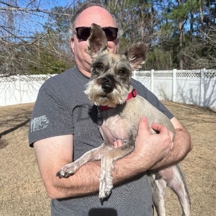 Breezy, an adoptable Miniature Schnauzer in Savannah, GA_image-3