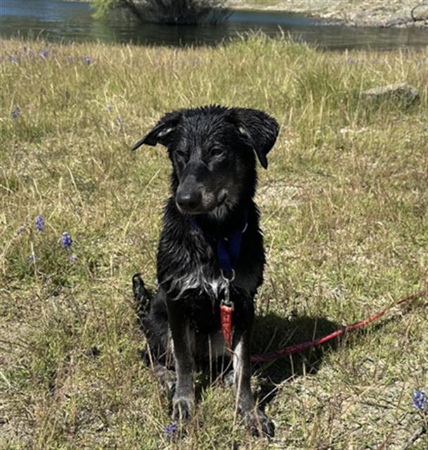 GWENNETH, an adoptable German Shepherd Dog in Stockton, CA_image-1