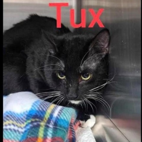 Tux, an adoptable Domestic Short Hair in Fort Collins, CO, 80526 | Photo Image 6