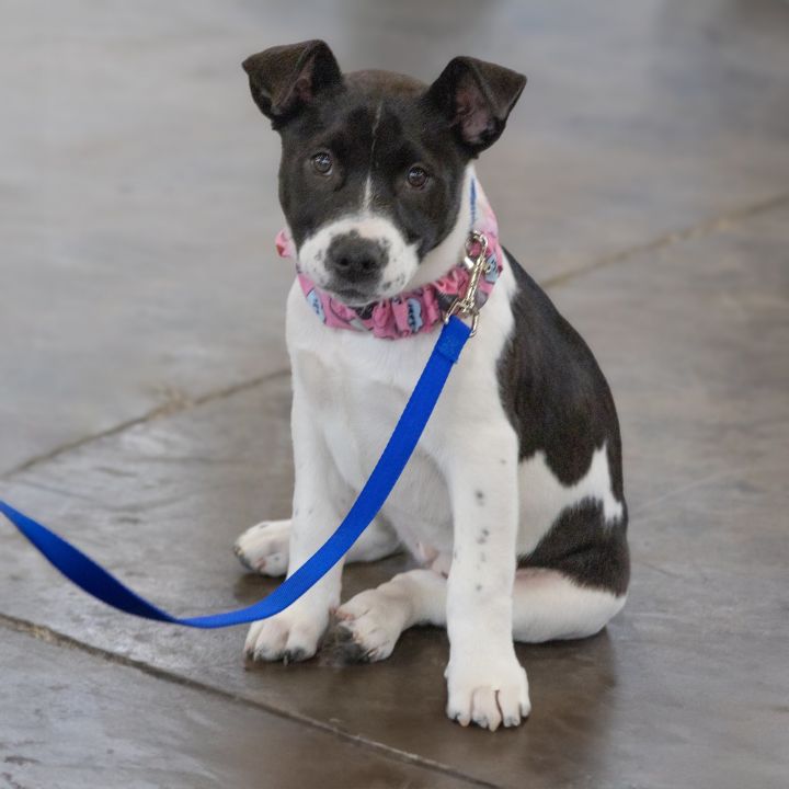 Zara, an adoptable American Staffordshire Terrier Mix in Georgetown, KY_image-4