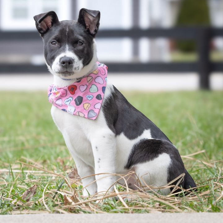 Zara, an adoptable American Staffordshire Terrier Mix in Georgetown, KY_image-6