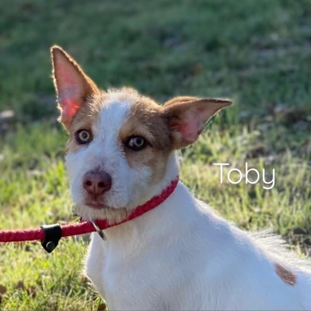 Toby, an adoptable Basenji in Harper, TX, 78631 | Photo Image 1