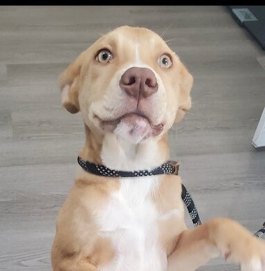 Pup Scarlet