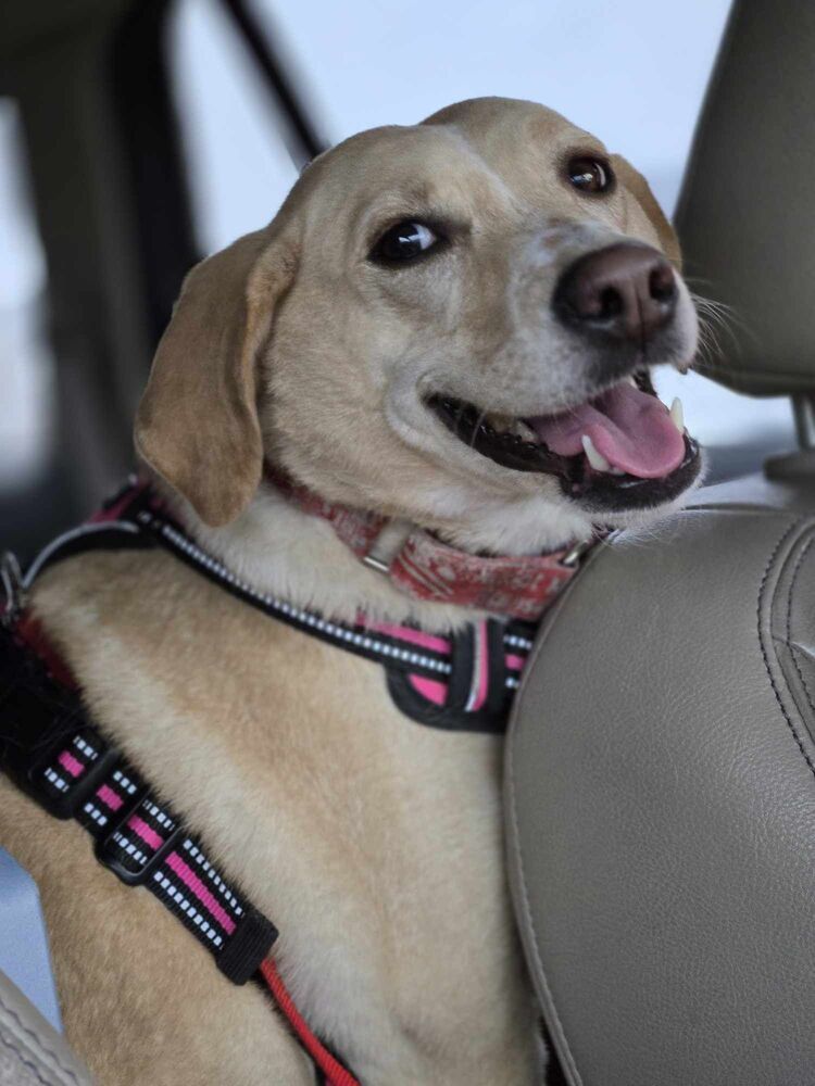 Tinsly, an adoptable Labrador Retriever in Plymouth, MN, 55447 | Photo Image 1
