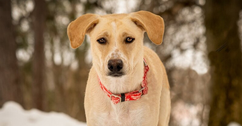 Tinsly, an adoptable Labrador Retriever in Plymouth, MN, 55447 | Photo Image 2