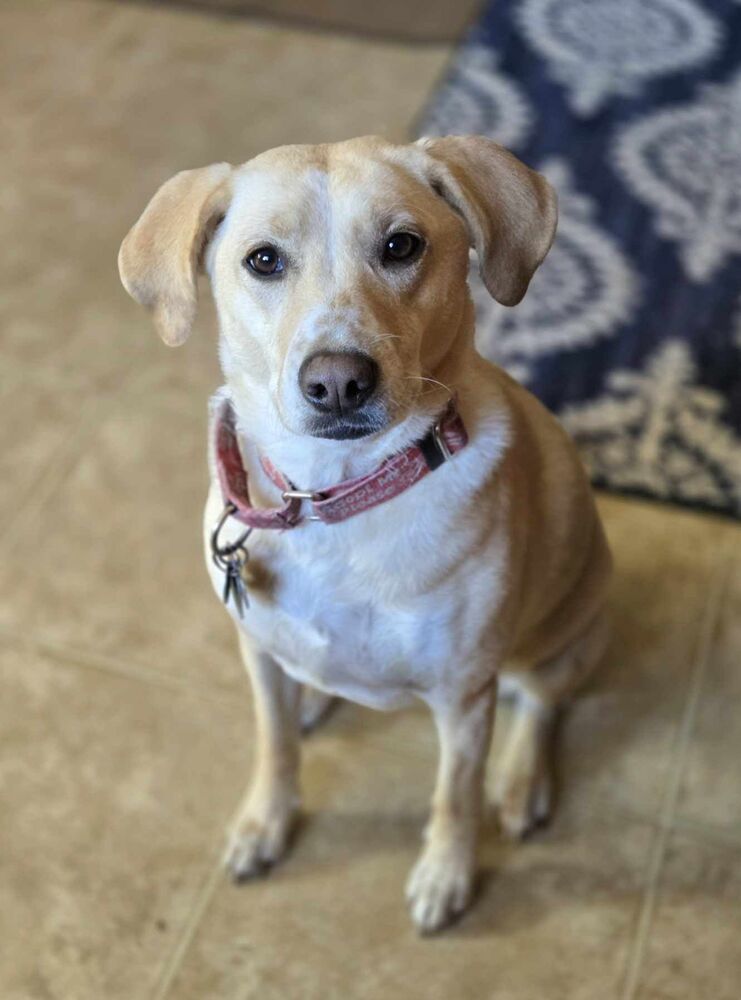 Tinsly, an adoptable Labrador Retriever in Plymouth, MN, 55447 | Photo Image 5