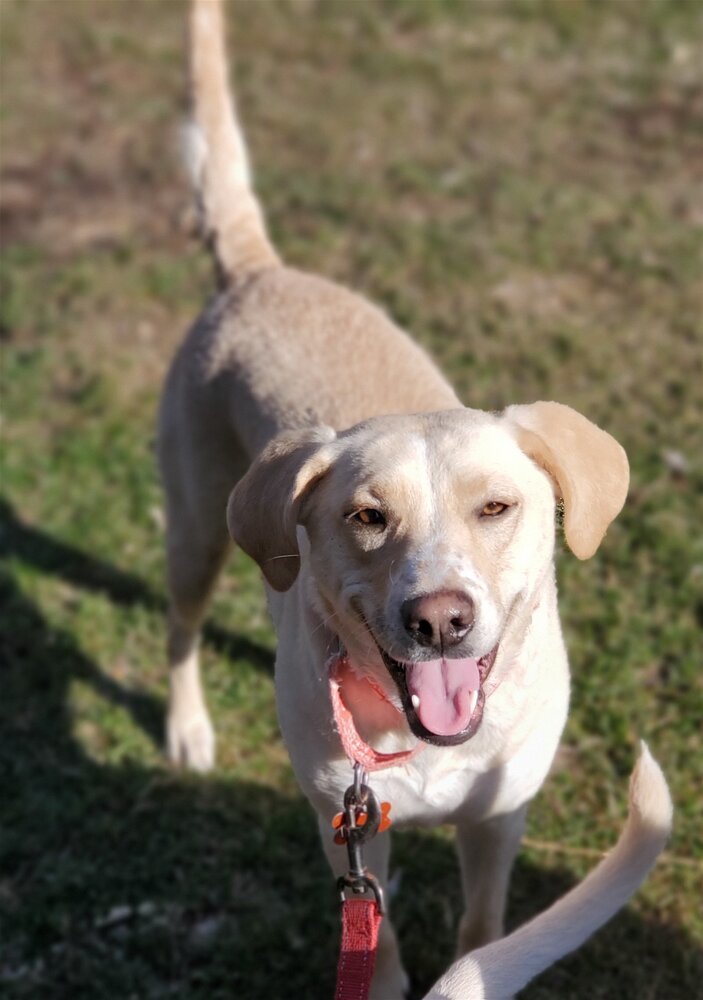 Tinsly, an adoptable Labrador Retriever in Plymouth, MN, 55447 | Photo Image 6