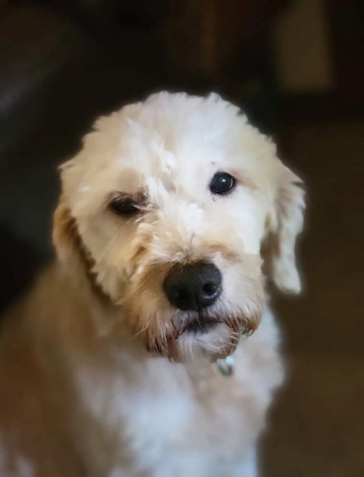 Petfinder 2024 mini goldendoodle