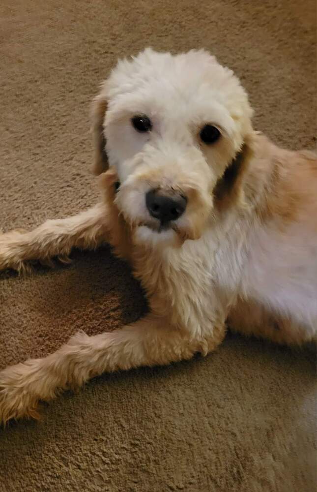 Hope, an adoptable Goldendoodle in Wausau, WI, 54401 | Photo Image 2