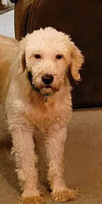 Hope, an adoptable Goldendoodle in Wausau, WI, 54401 | Photo Image 3