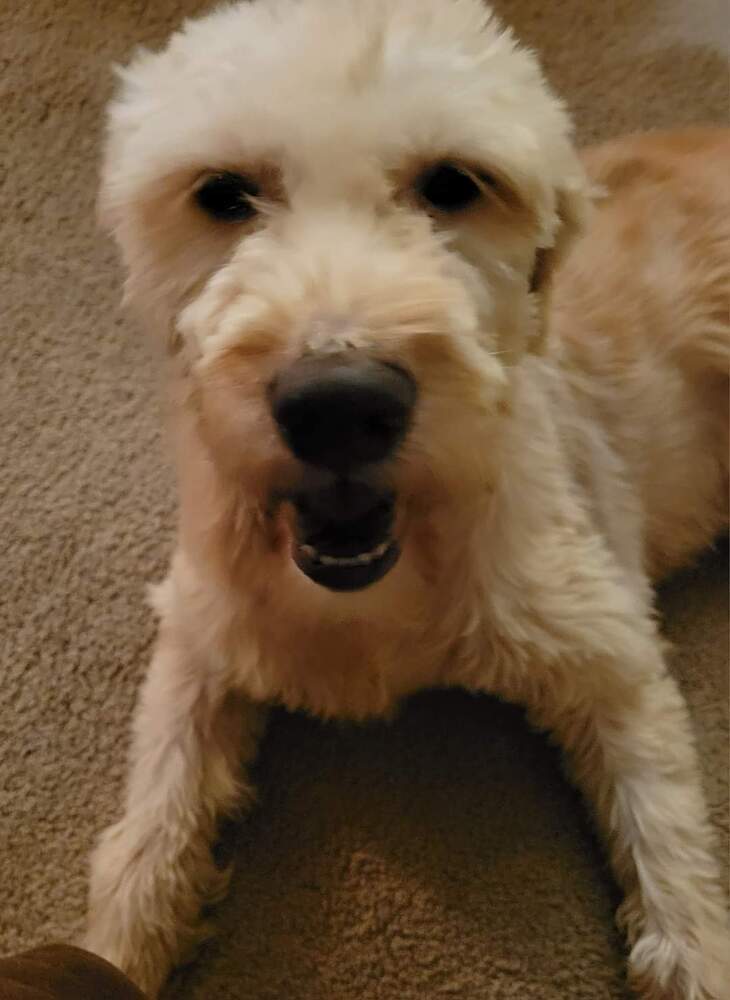 Hope, an adoptable Goldendoodle in Wausau, WI, 54401 | Photo Image 4
