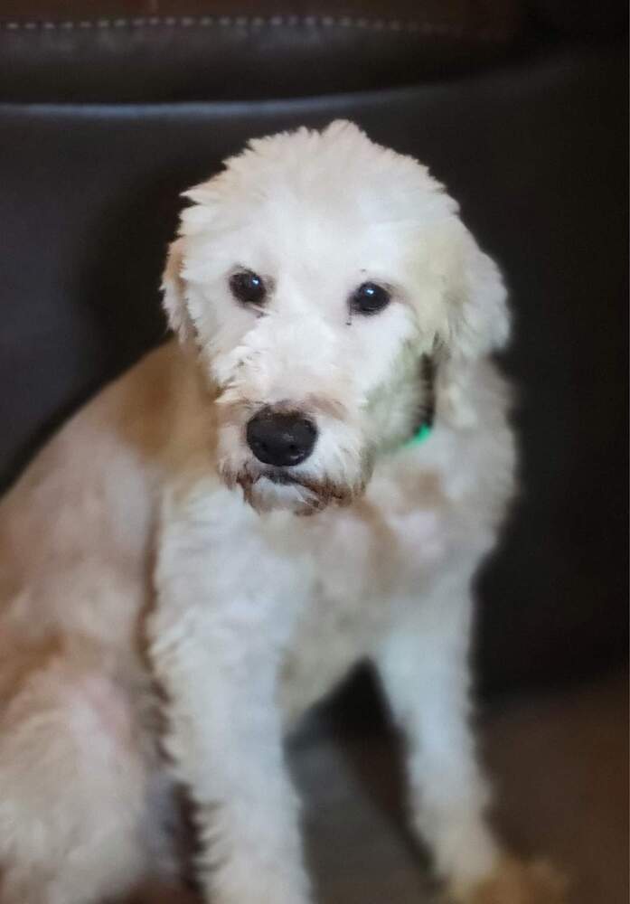 Hope, an adoptable Goldendoodle in Wausau, WI, 54401 | Photo Image 5