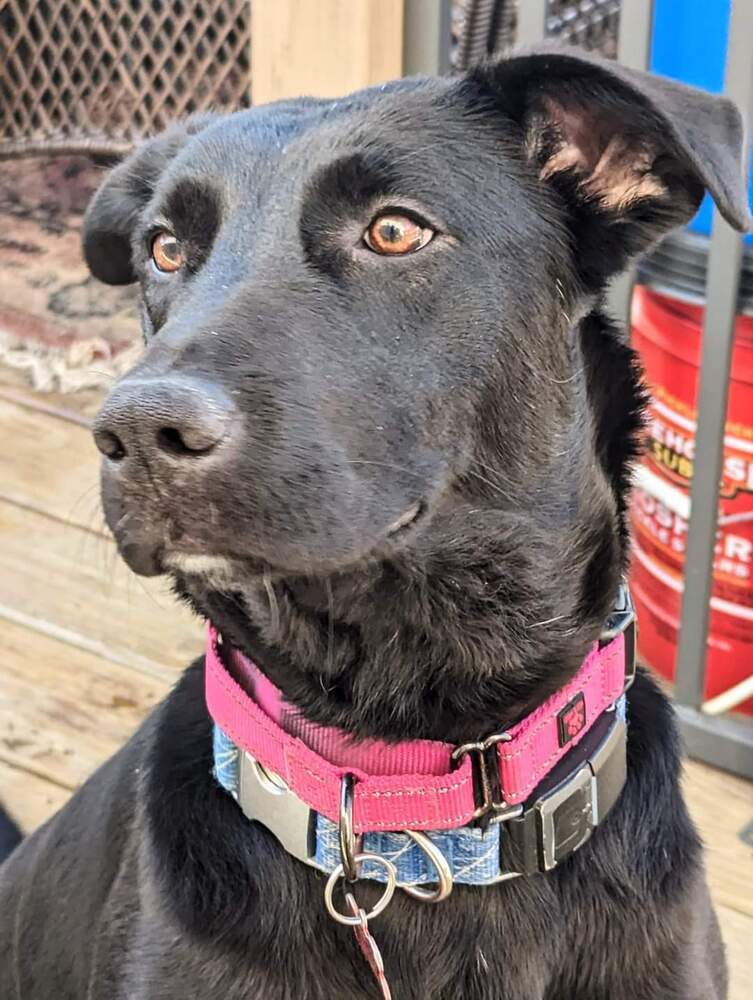 Moxie, an adoptable Labrador Retriever in Wausau, WI, 54401 | Photo Image 1