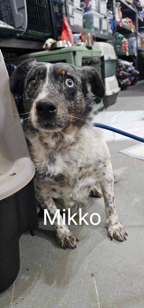 Mikko, an adoptable Mixed Breed in Wausau, WI, 54401 | Photo Image 5