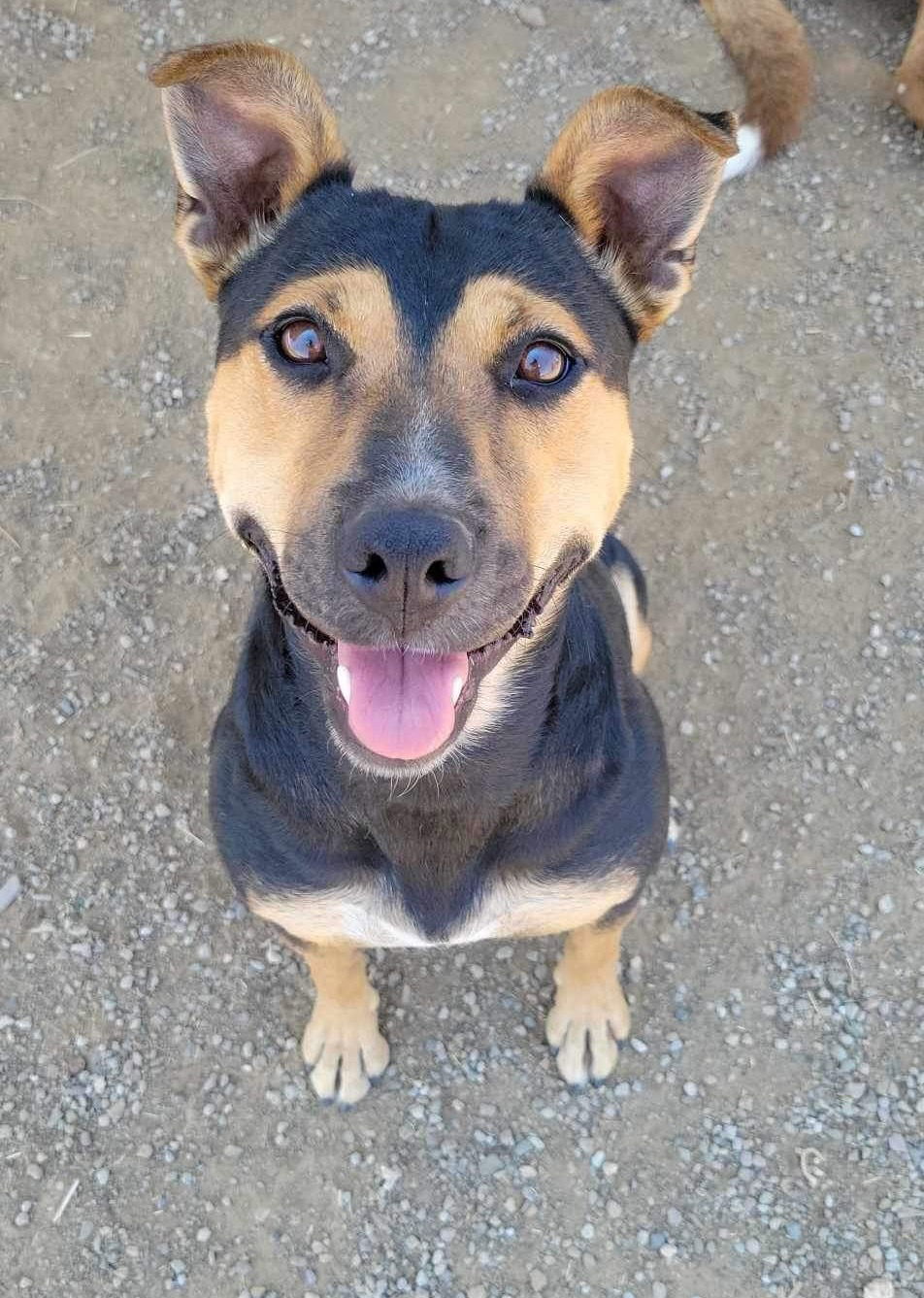 Eve, an adoptable Cattle Dog, Terrier in Yreka, CA, 96097 | Photo Image 1