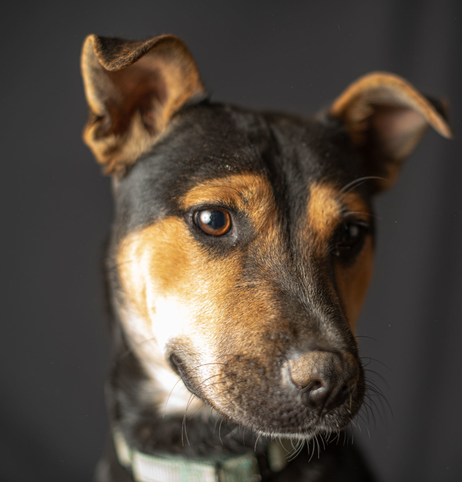 Eve, an adoptable Cattle Dog, Terrier in Yreka, CA, 96097 | Photo Image 2