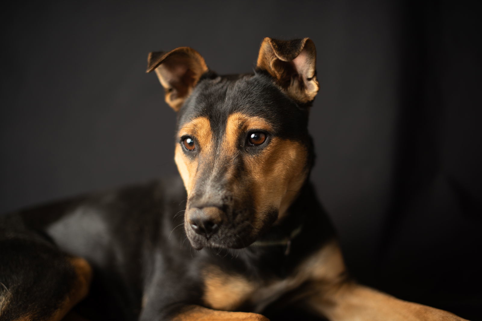 Eve, an adoptable Cattle Dog, Terrier in Yreka, CA, 96097 | Photo Image 3