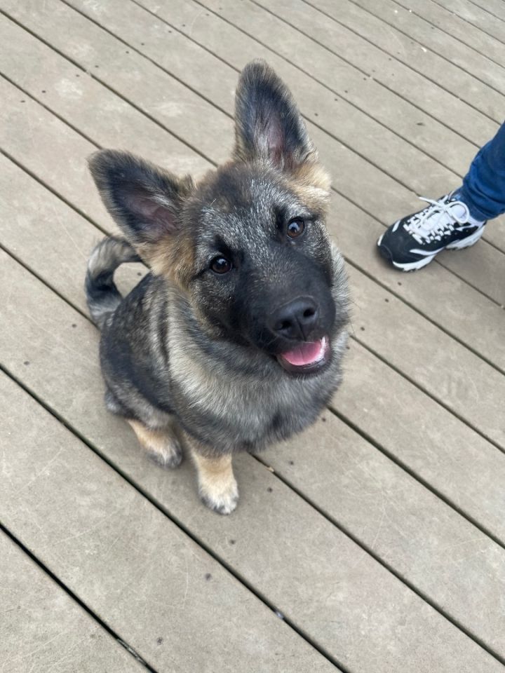 Dog for adoption - Elkhounds, a Norwegian Elkhound Mix in Pottsville ...