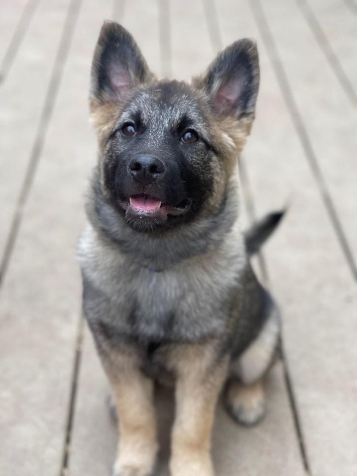 Norwegian elkhound store husky mix puppies