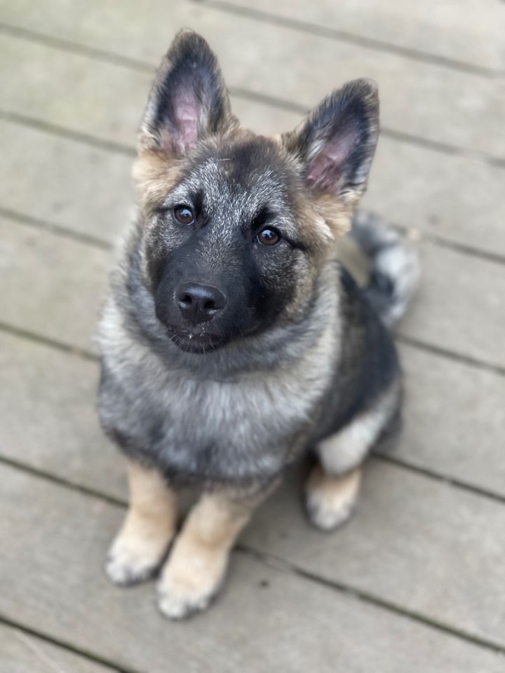 Dog for adoption - Elkhounds, a Norwegian Elkhound Mix in Pottsville ...