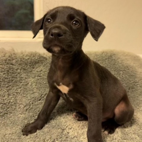 Stop In The Name Of Love Litter : Liebe, an adoptable Mixed Breed in Keaau, HI, 96749 | Photo Image 1