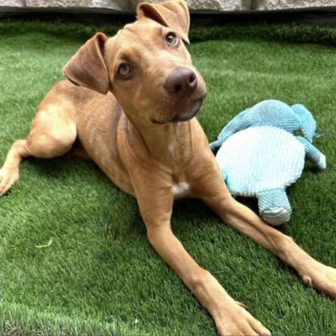 Stop In The Name Of Love Litter : Amor, an adoptable Mixed Breed in Keaau, HI, 96749 | Photo Image 1