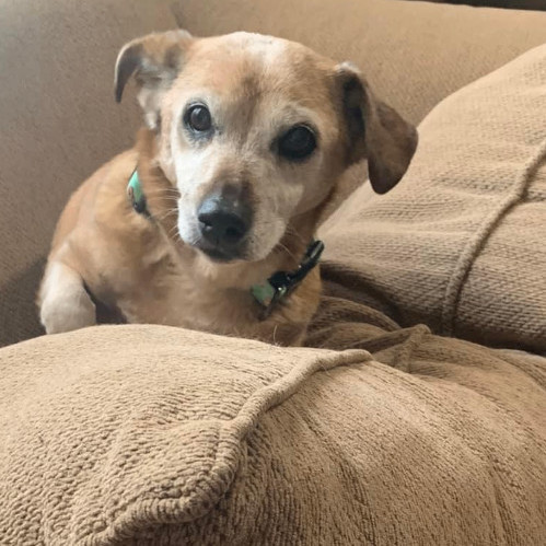 Dachshund beagle mix for adoption 2024 near me