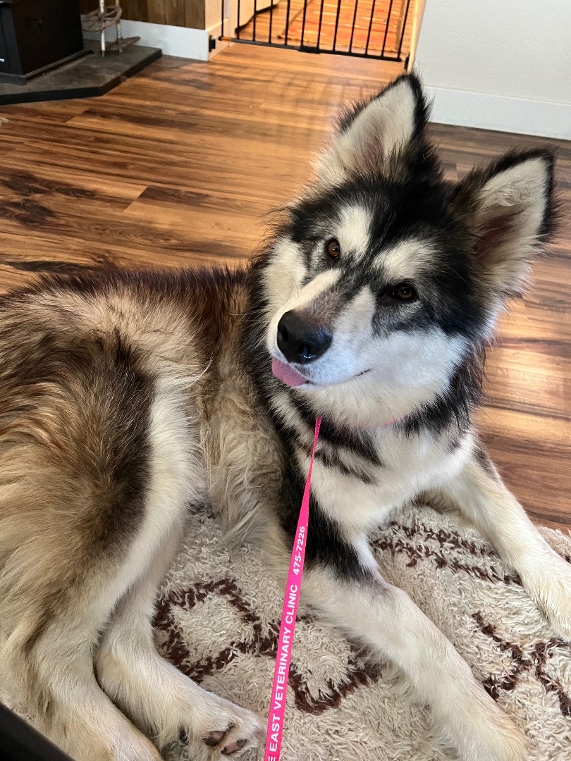 Millie, an adoptable Siberian Husky, Samoyed in Bend, OR, 97701 | Photo Image 2