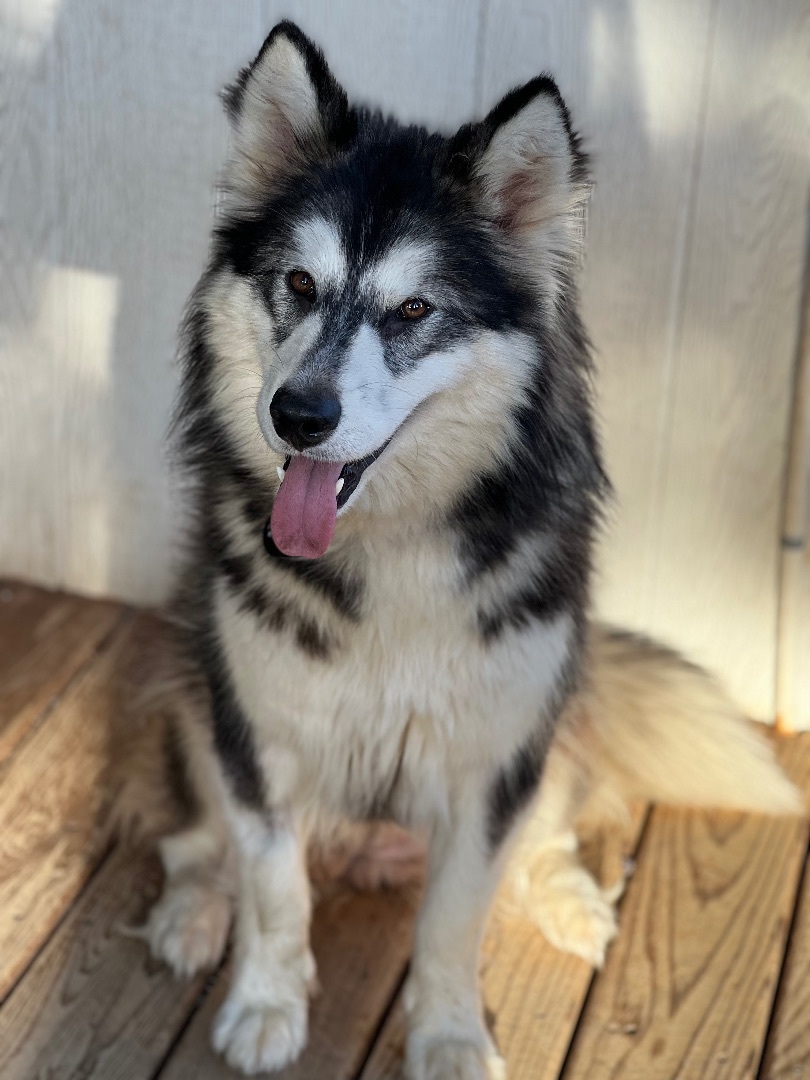 Millie, an adoptable Siberian Husky, Samoyed in Bend, OR, 97701 | Photo Image 4