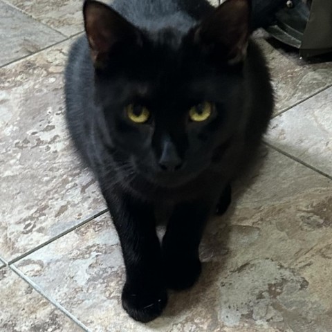 Zoe, an adoptable Domestic Short Hair in Folsom, LA, 70437 | Photo Image 1