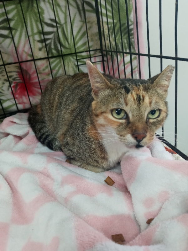 Ginger (Bahamas)