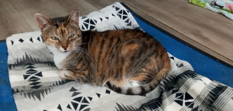 Ginger (Bahamas)
