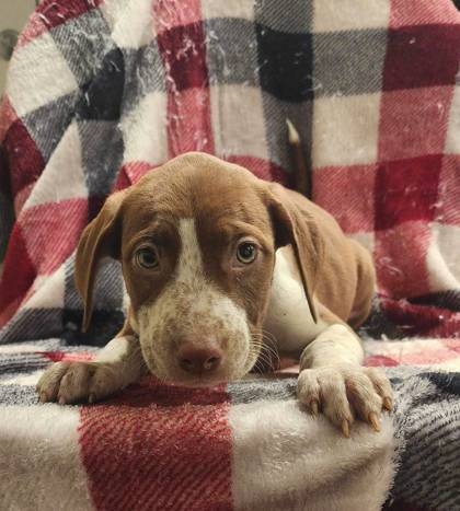 Amethyst, an adoptable Pointer Mix in Morton Grove, IL_image-1
