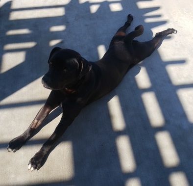 Huckleberry #mr-congeniality, an adoptable Black Labrador Retriever Mix in Houston, TX_image-5