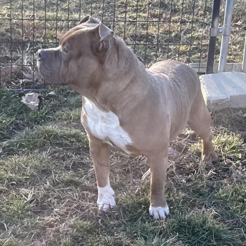 Zane, an adoptable American Bulldog in Mooresville, IN_image-2
