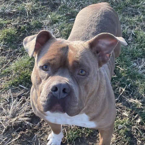 Zane, an adoptable American Bulldog in Mooresville, IN_image-3