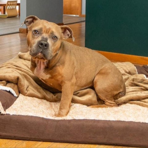 Daisy, an adoptable American Bulldog in Mooresville, IN_image-3