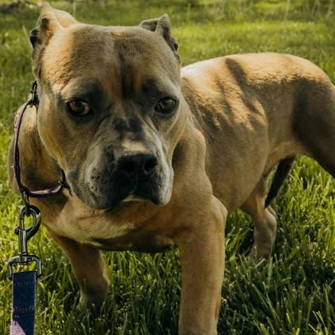 Daisy, an adoptable American Bulldog in Mooresville, IN_image-4