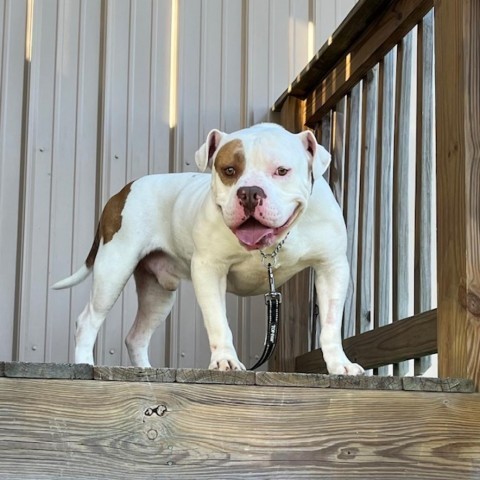 Axel, an adoptable American Bulldog in Mooresville, IN_image-1
