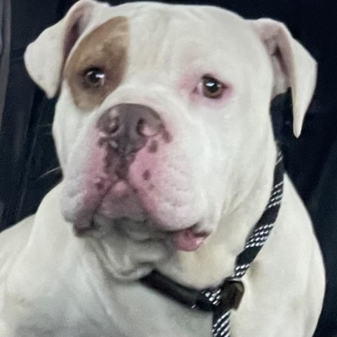 Axel, an adoptable American Bulldog in Mooresville, IN_image-4