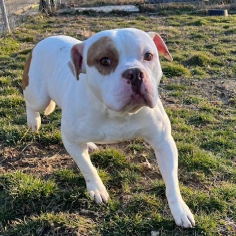 Axel, an adoptable American Bulldog in Mooresville, IN_image-6