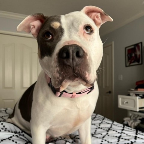 Dream, an adoptable American Bulldog in Mooresville, IN_image-1
