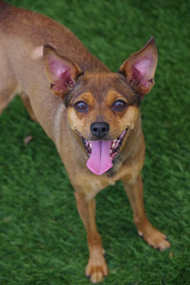 Sammi, an adoptable Chihuahua Mix in Miami, FL_image-1