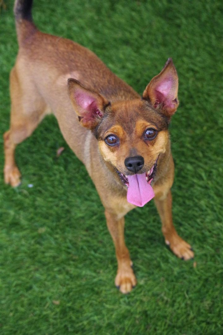 Sammi, an adoptable Chihuahua Mix in Miami, FL_image-3