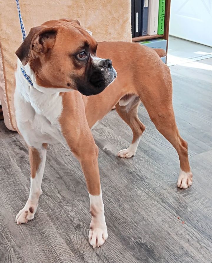 Tanner, an adoptable Boxer in Holton, KS_image-1