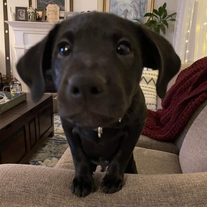 Reggie, an adopted Labrador Retriever Mix in Yaphank, NY_image-3
