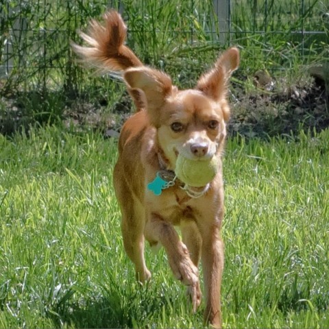 Jewell, an adoptable Chihuahua Mix in Wimberley, TX_image-1
